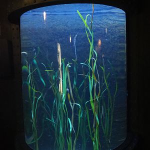 Seahorse and Pipefish cylinder tank, 2022-09-14