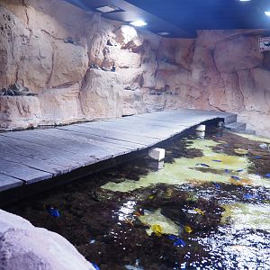 Bridge above open-topped reef tank, 2022-09-14