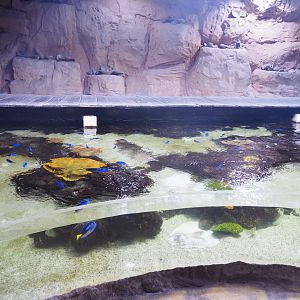 Open-topped reef tank, 2022-09-14