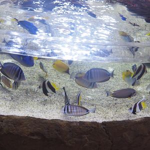 Different fish species in the open-topped reef tank, 2022-09-14