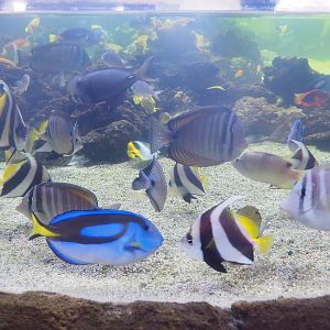 Different fish species in the open-topped reef tank, 2022-09-14