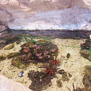 Tropical rock pool tank, 2022-09-14