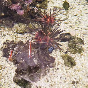 Imperial lance urching (Phyllacanthus imperialis) and Pacific cleaner shrimp (Lysmata amboinensis), 2022-09-14