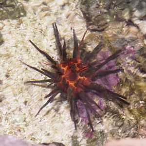 Imperial lance urching (Phyllacanthus imperialis), 2022-09-14