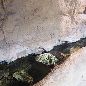 Tropical rock pool tank, 2022-09-14