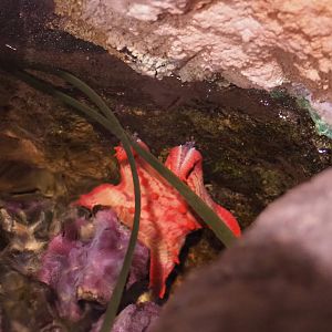 Starfish (Unidentified species), 2022-09-14