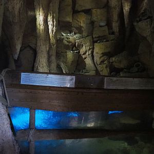 Cave tank with Bamboo sharks, Port Jackson sharks and Stingrays, 2022-09-14