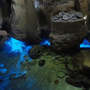 Cave tank with Bamboo sharks, Port Jackson sharks and Stingrays, 2022-09-14