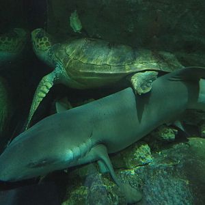 Loggerhead sea turtle (Caretta caretta) and Tawny nurse shark (Nebrius ferrugineus), 2022-09-14