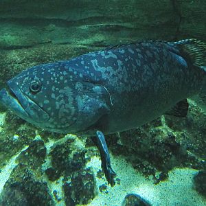 Giant grouper (Epinephelus lanceolatus), 2022-09-14