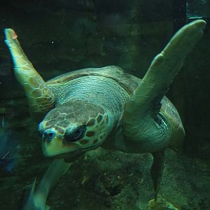 Loggerhead sea turtle (Caretta caretta), 2022-09-14