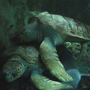 Loggerhead sea turtles (Caretta caretta), 2022-09-14