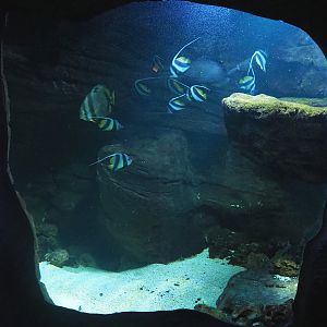 Pennant coralfish, Orbicular batfish, Humpback grouper, Coral grouper, Bamboo shark and Moray tank, 2022-09-14