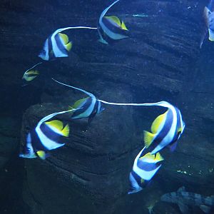 Pennant coralfish (Heniochus acuminatus), 2022-09-14