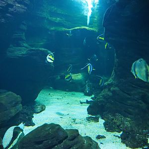 Pennant coralfish, Orbicular batfish, Humpback grouper, Coral grouper, Bamboo shark and Moray tank, 2022-09-14