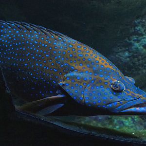 Coral grouper (Cephalopholis miniata), 2022-09-14