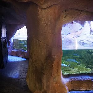 Nurse shark, Trevally and Stingray tank, 2022-09-14