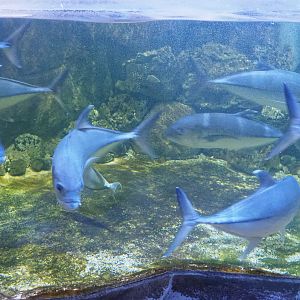 Bigeye trevally (Caranx sexfasciatus), 2022-09-14