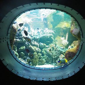 Angelfish and Surgeonfish tank, 2022-09-14