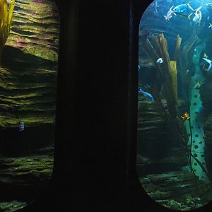 Kelp tank, 2022-09-14