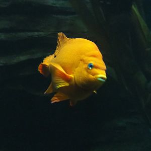 Garibaldi (Hypsypops rubicundus), 2022-09-14