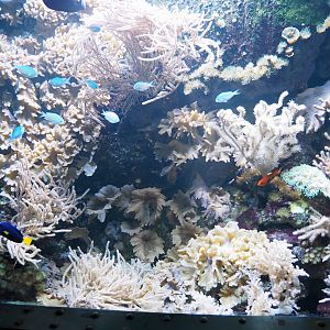 Anemonefish, Tang, Flame angel and Cnidarian tank, 2022-09-14