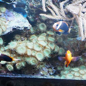 Dusky anemonefish (Amphiprion melanopus), Flame angel (Centropyge loricula) and Cnidarians, 2022-09-14