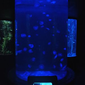 Room with cylinder tanks - Moon jellyfish tank, 2022-09-14