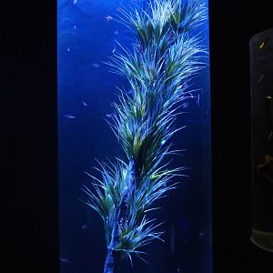 Room with cylinder tanks - Buenos Aires tetra tank, 2022-09-14