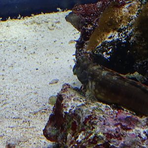 Blenny species, AllwetterZoo Münster 2022