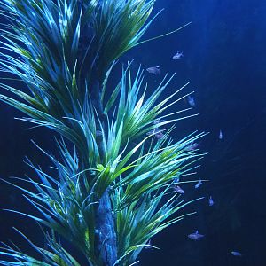 Buenos Aires tetras (Hyphessobrycon anisitsi), 2022-09-14