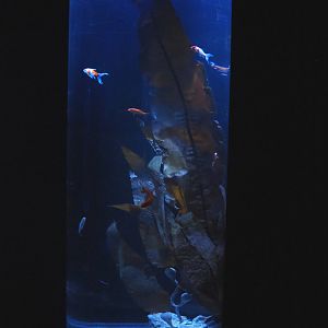 Room with cylinder tanks - Weird goldfish tank with fake kelp, 2022-09-14