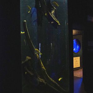 Room with cylinder tanks - African cichlid tank, 2022-09-14