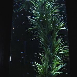 Room with cylinder tanks - Cardinal tetra tank, 2022-09-14