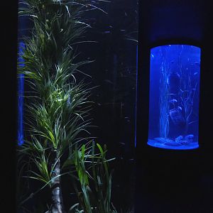 Room with cylinder tanks - Cardinal tetra and African cichlid tanks, 2022-09-14