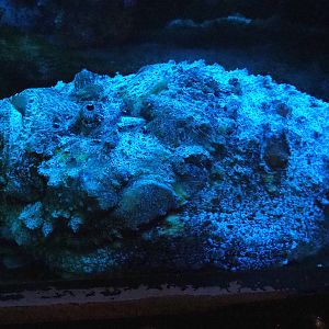 Common stonefish (Synanceia verrucosa), 2022-09-14