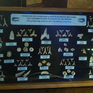 Fish and reptile fossils from Moroccan phosphate deposits, 2022-09-14