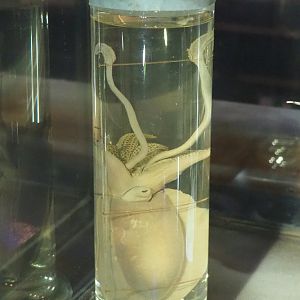 Common cuttlefish (Sepia officinalis) specimen, 2022-09-14