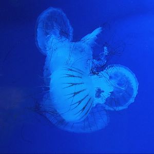 Tangled sea nettles jellyfishes (Chrysaora species), 2022-09-14