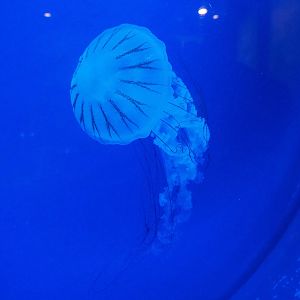 Sea nettles jellyfish (Chrysaora species), 2022-09-14