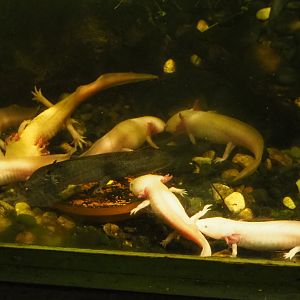 Axolotls (Ambystoma mexicanum), 2022-09-14