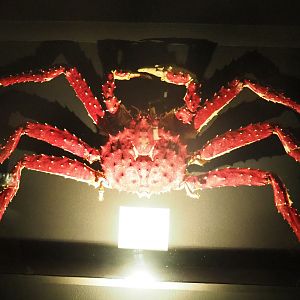 Red king crab (Paralithodes camtschaticus) specimen, 2022-09-14