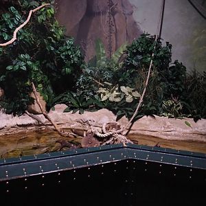 Banded archerfish, Silver moony and Spotted scat tank, 2022-09-14