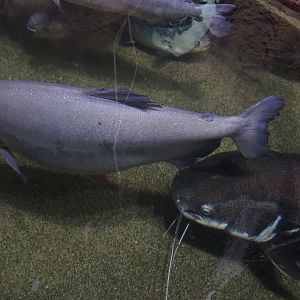 Tambaqui (Colossoma macropomum) and Redtail catfish (Phractocephalus hemioliopterus), 2022-09-14