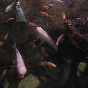 Midas cichlids (Amphilophus citrinellus), 2022-09-14