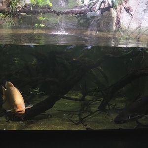 Giant gourami, Iridescent shark catfish, Three-spot gourami and Clown botia tank, 2022-09-14