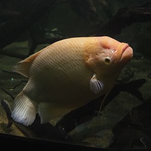 Giant gourami (Osphronemus goramy), 2022-09-14