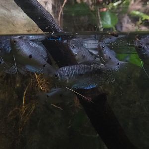 Three-spot gouramis (Trichopodus trichopterus), 2022-09-14