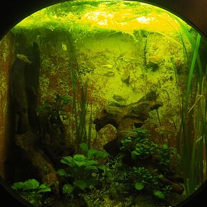 Congo tetra tank, 2022-09-14