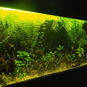 Planted South American freshwater tank with Discus, Freshwater angelfish, Hemigrammus tetras and snails, 2022-09-14